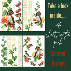 Crested Barbet - Rub on Transfer Furniture and Craft Decal