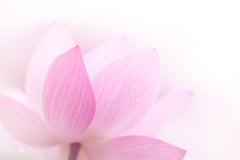 FLORAL POSTER PRINTS - AUSTRALIA ONLY