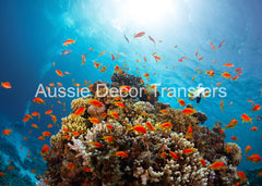 Aussie Decor Transfers Poster Print Coral Reef - Not Your Average Poster Print! - AUS ONLY