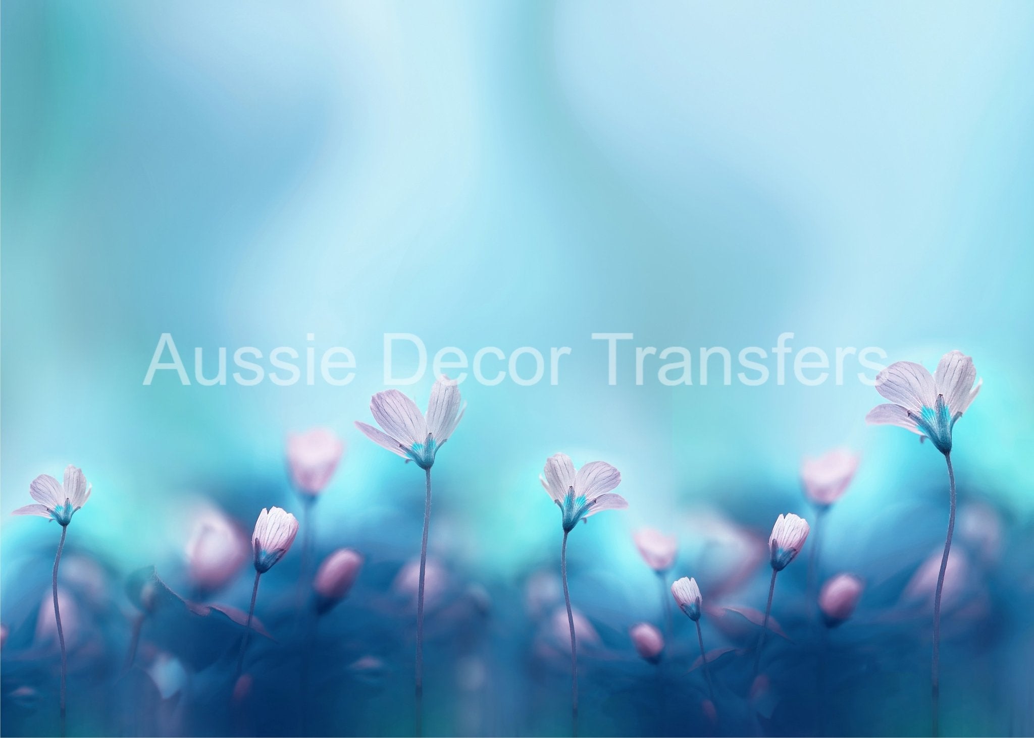 Aussie Decor Transfers Poster Print White Primrose - Not Your Average Poster Print! - AUS Only