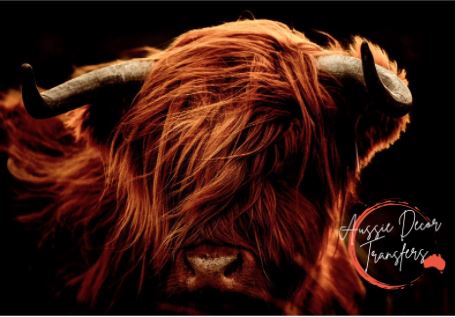 Big Red Angus - Poster Print - UNAVAIL IN NZ - Aussie Decor Transfers