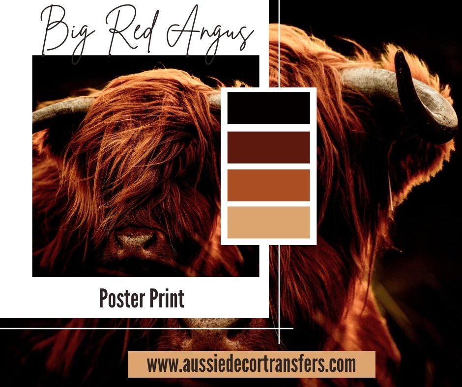 Aussie Decor Transfers Poster Print Big Red Angus - Not Your Average Poster Print!